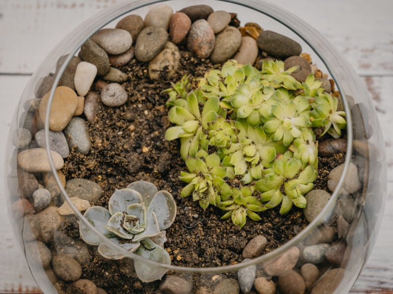 Top-down view of a terrarium with succulents and stones